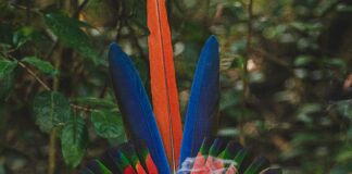 Synchronicités et Chamanisme : quand les signes du monde invisible nous guident