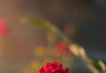 Le désir profond ne pense pas: il se ressent