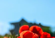 Olie et le coquelicot